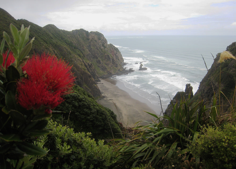 Mercer Bay and Auckland’s west coast framed by flowering pōhutukawa.