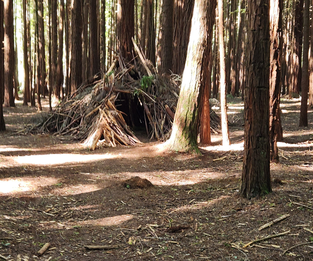 Redwood trees and the forest floor at Whakarewarewa, Rotorua.