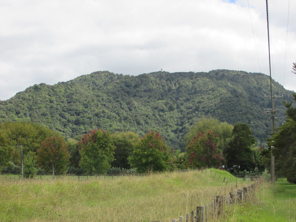 The bush-covered slopes of Mount Tamahunga.