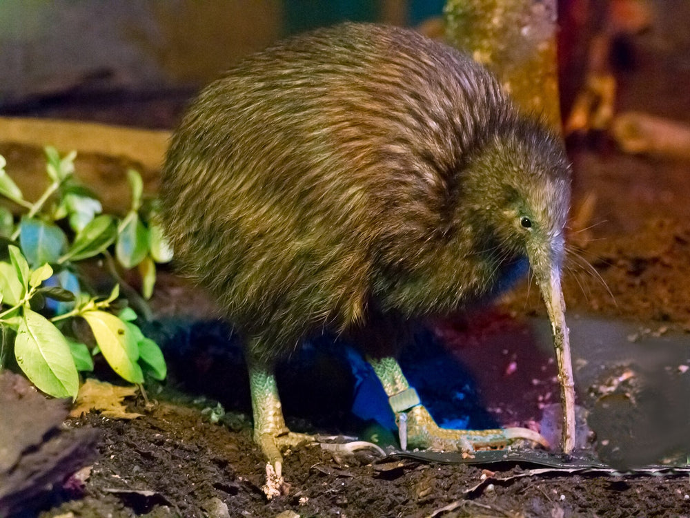 North Island brown kiwi at Rainbow Springs in Rotorua; an archive species photograph.