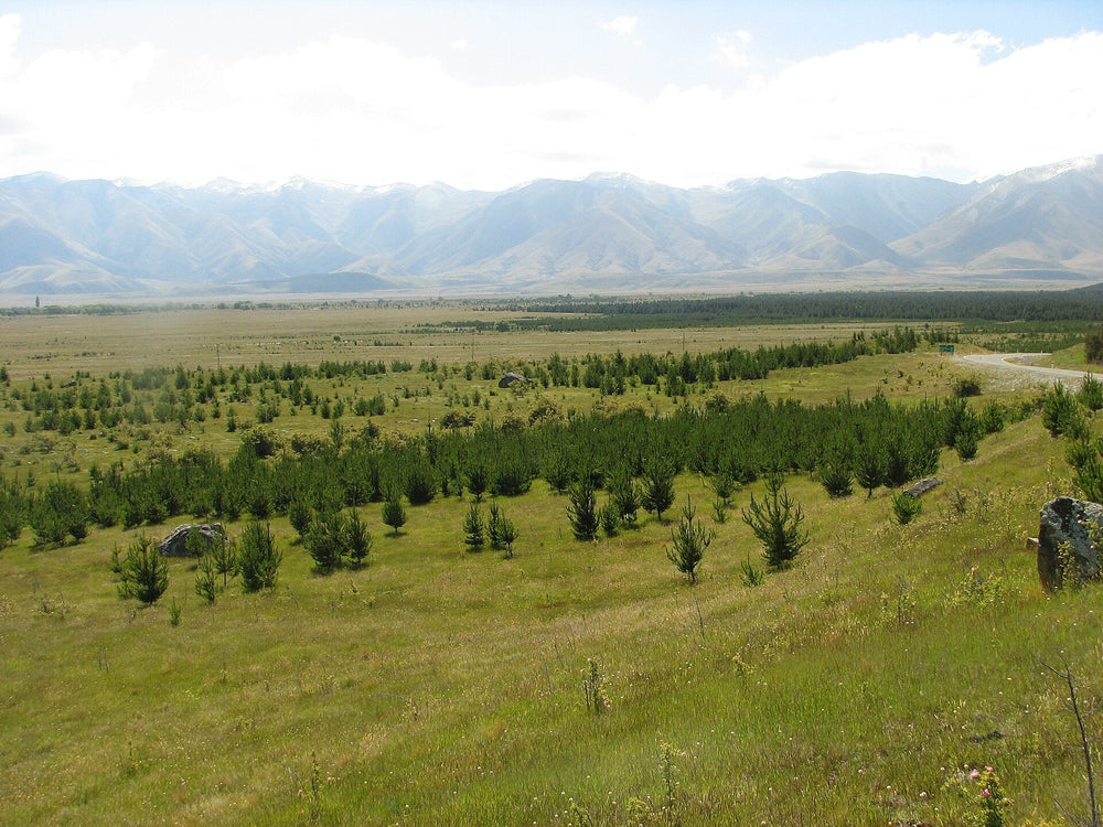 Wilding pines on open land near Lake Pukaki, an example of a weed issue in outdoor landscapes.