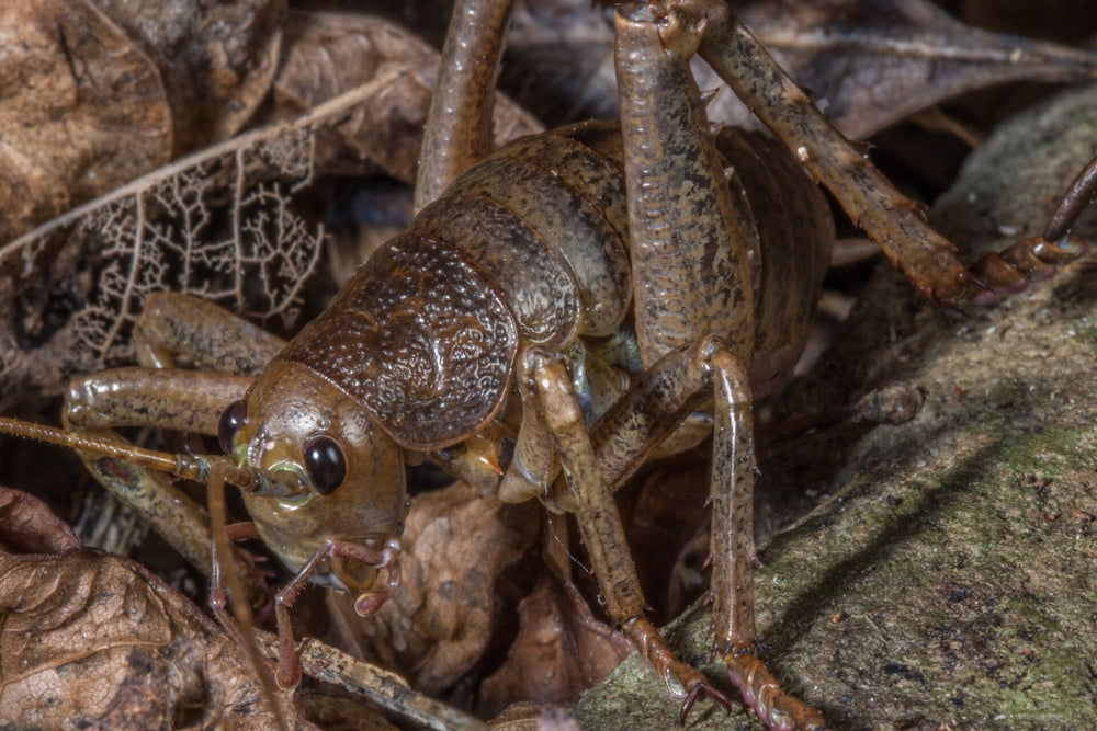 A wētāpunga resting among dry leaves.