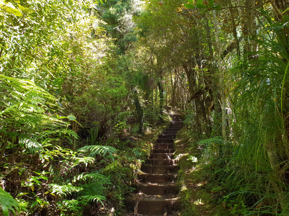 Steps through native bush on the Dome Forest Walkway.