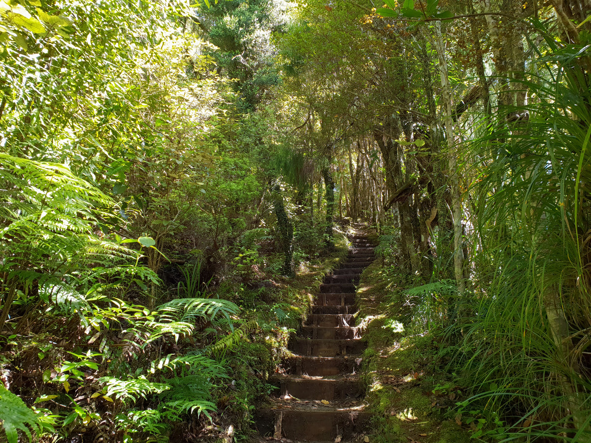 Steps through native bush on the Dome Forest Walkway.