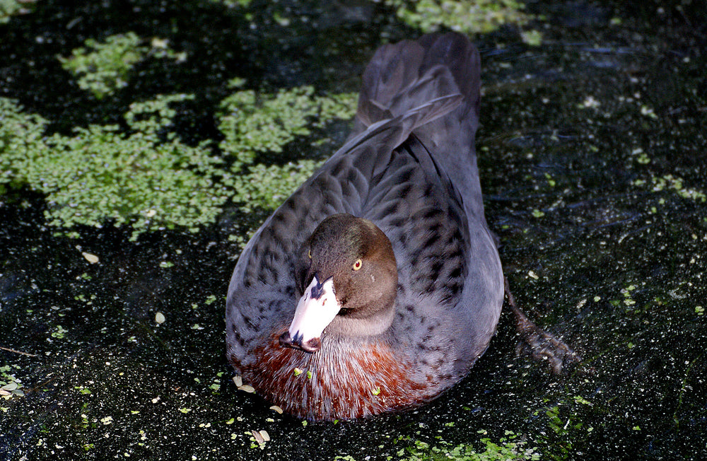 A whio, or blue duck, beside mossy rocks.