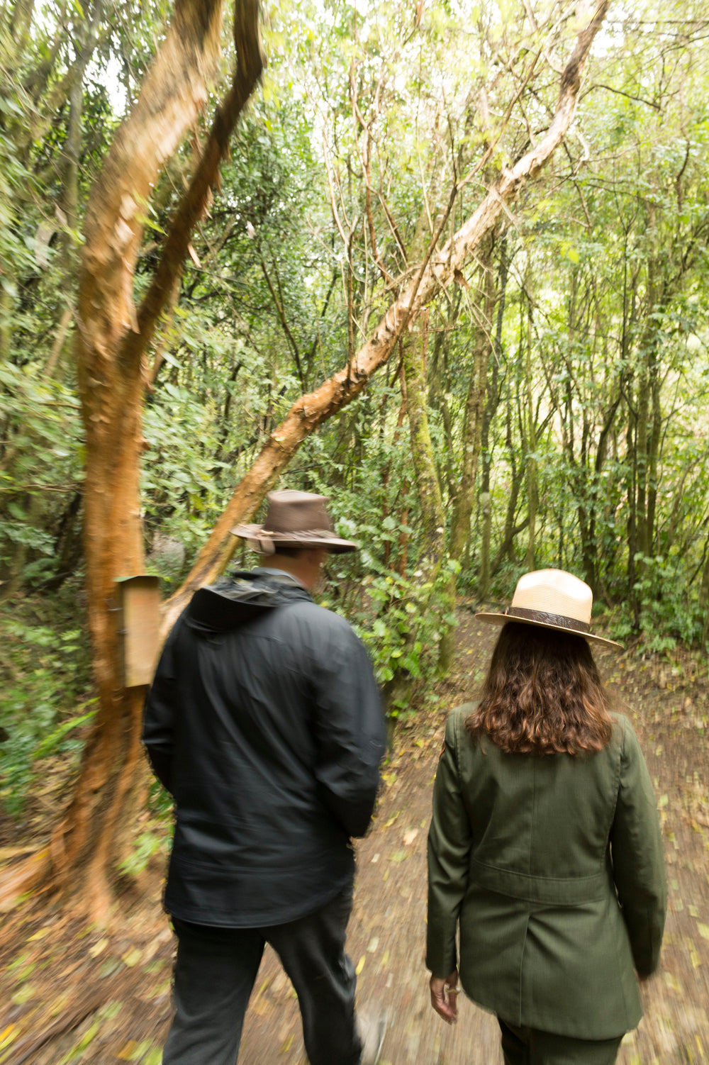 Visitors walking through native forest at Brook Waimārama Sanctuary.