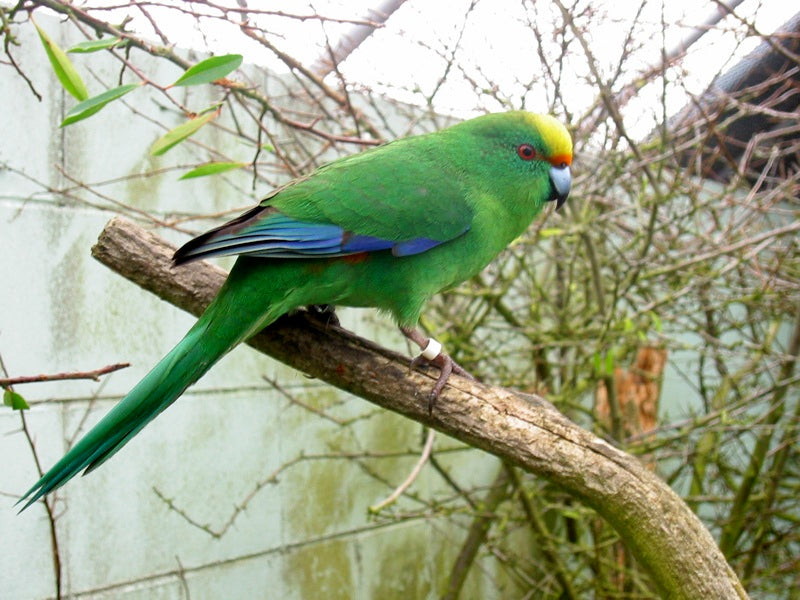 An orange-fronted parakeet photographed at Isaac Peacock Springs wildlife refuge, Christchurch.