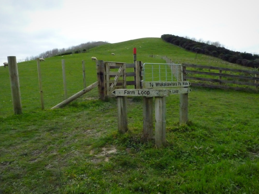 A walking-track gate and grassy hills in Duder Regional Park.