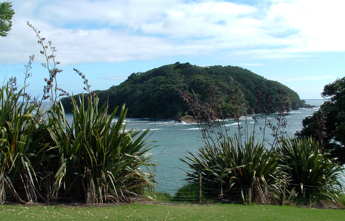 Goat Island marine reserve viewed from the shore near Leigh.