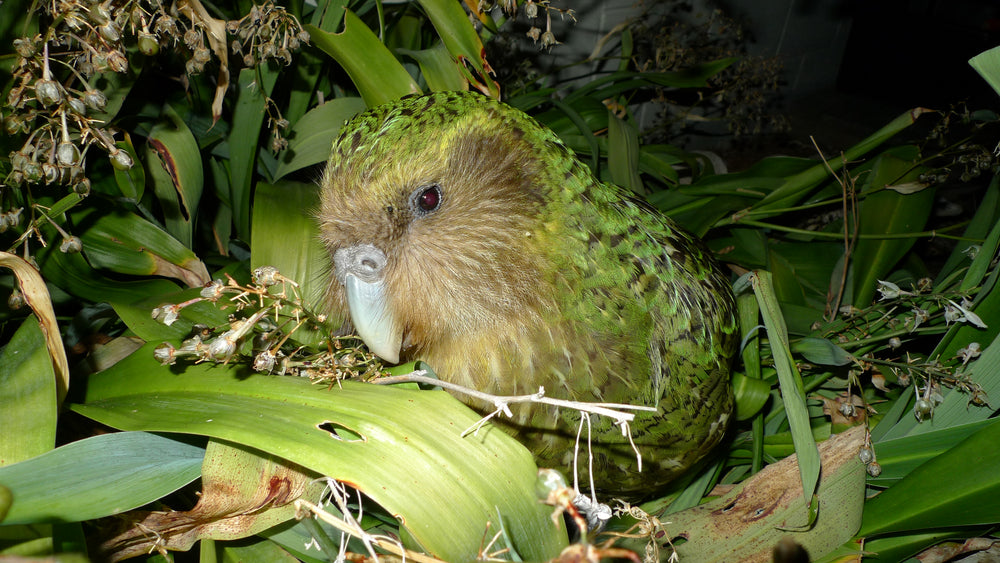 Sirocco the kākāpō among green vegetation.