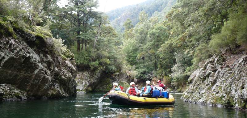 Native forest beside the upper Mohaka River in Kaweka Forest Park.