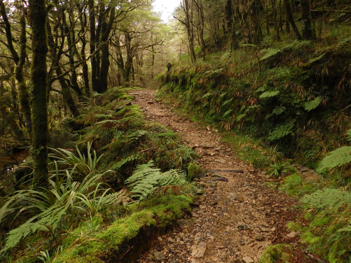 A walking path through forest on the Heaphy Track.