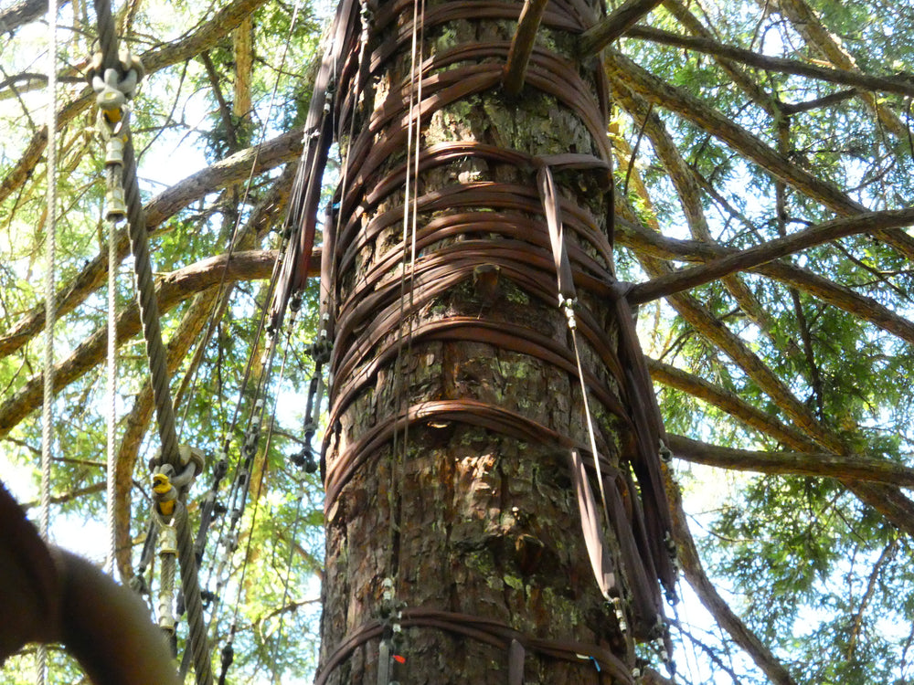 A tall redwood tree in Whakarewarewa Forest, Rotorua.