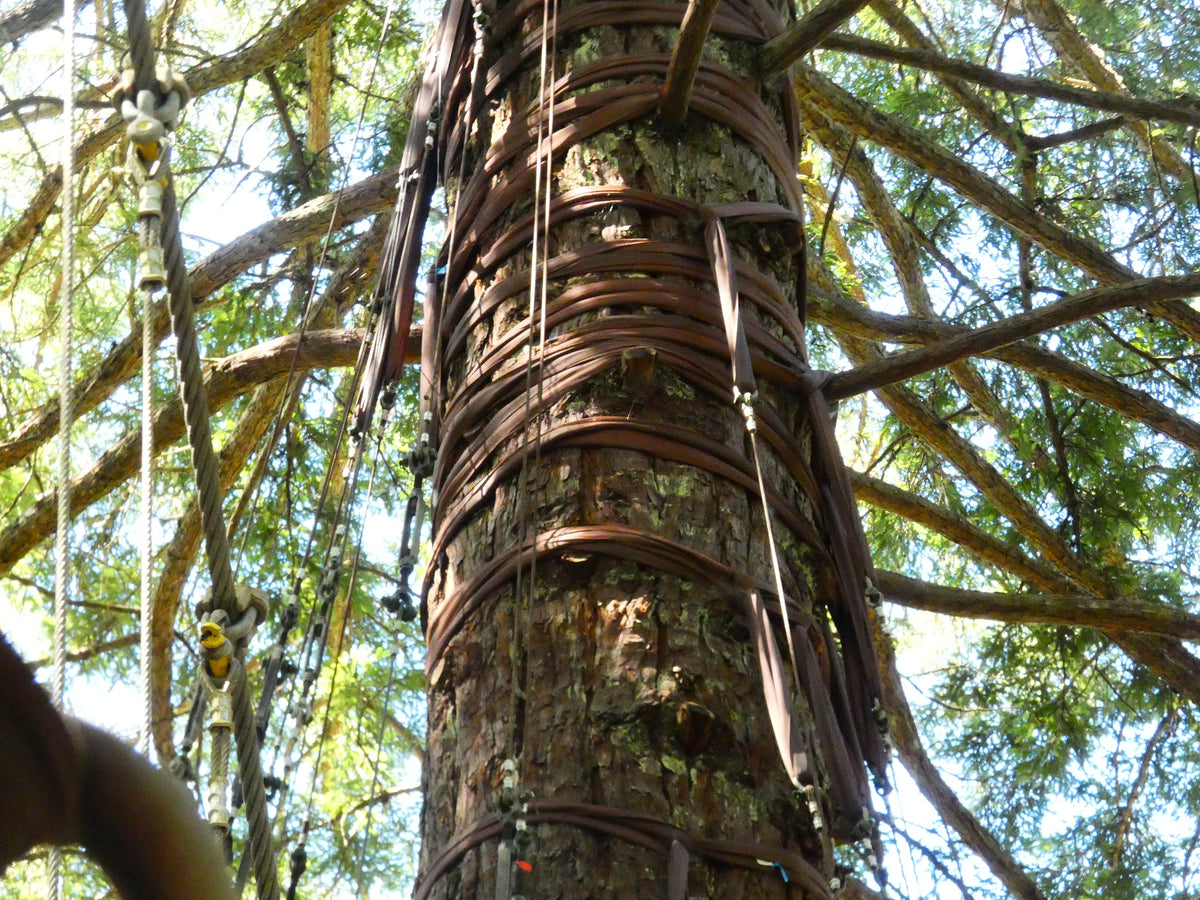 A tall redwood tree in Whakarewarewa Forest, Rotorua.
