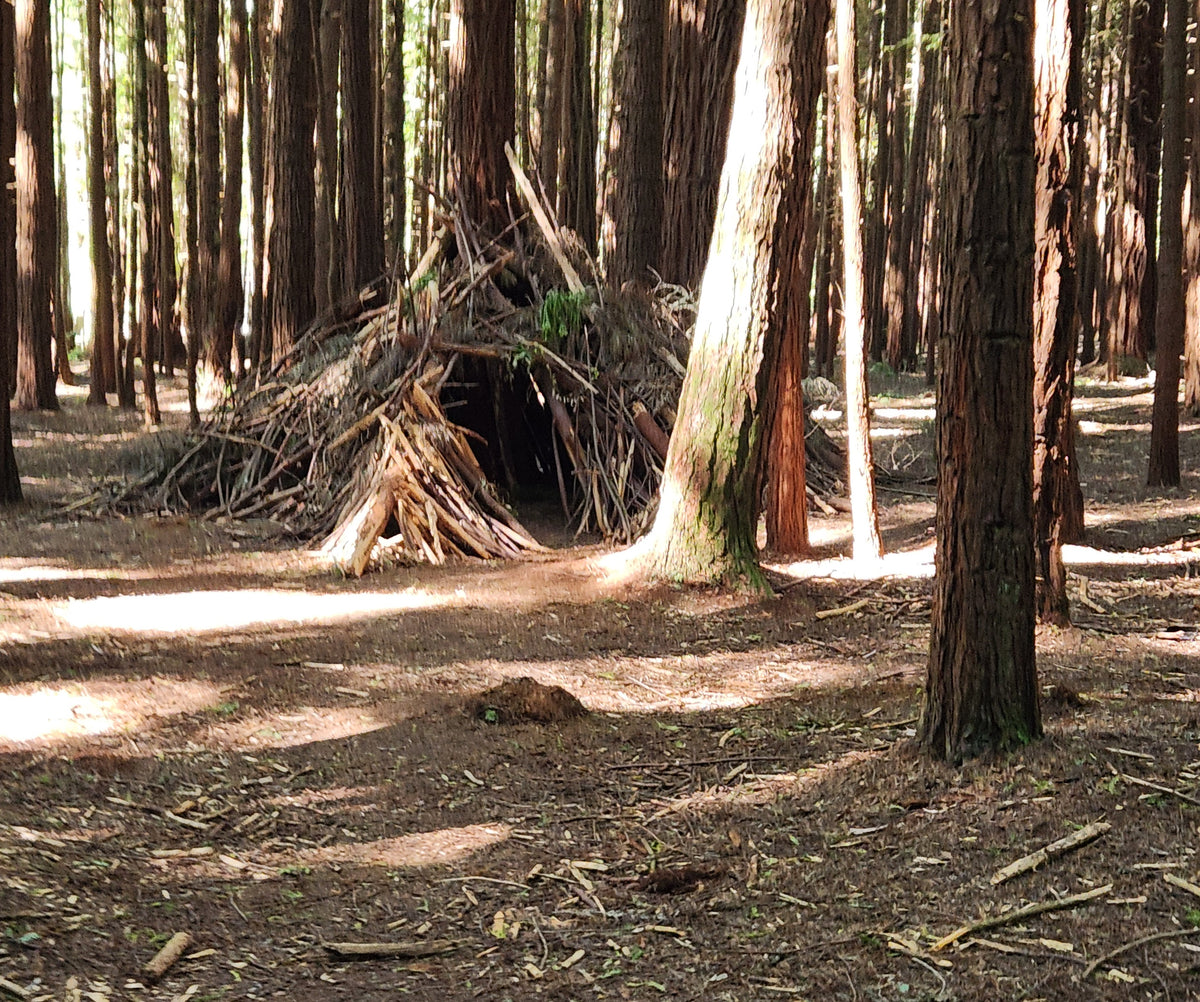 Redwood trees and the forest floor at Whakarewarewa, Rotorua.