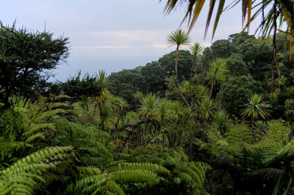 Native vegetation and the sea on Tiritiri Matangi.