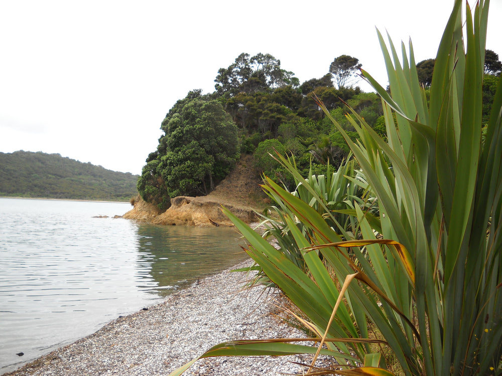 The sheltered shore at Whakanewha Regional Park.