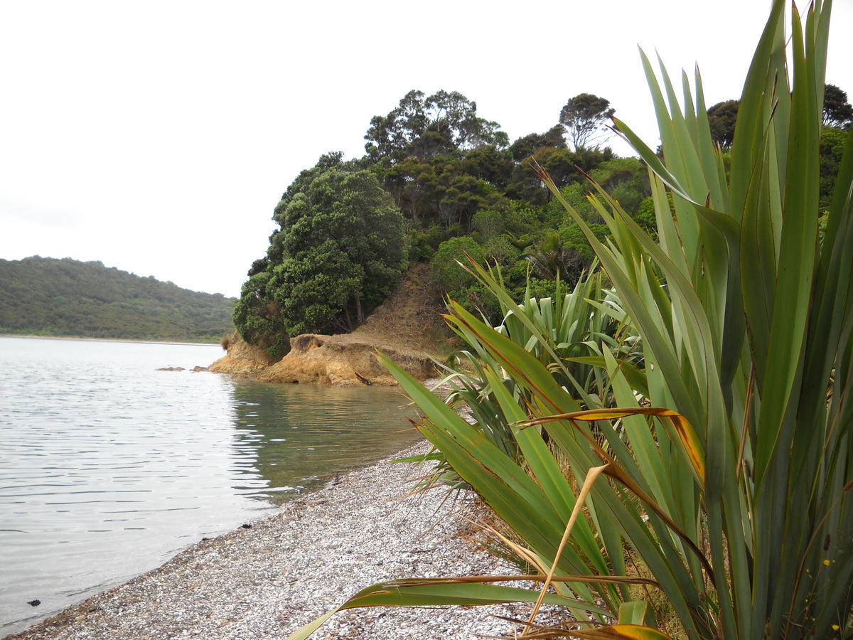 The sheltered shore at Whakanewha Regional Park.