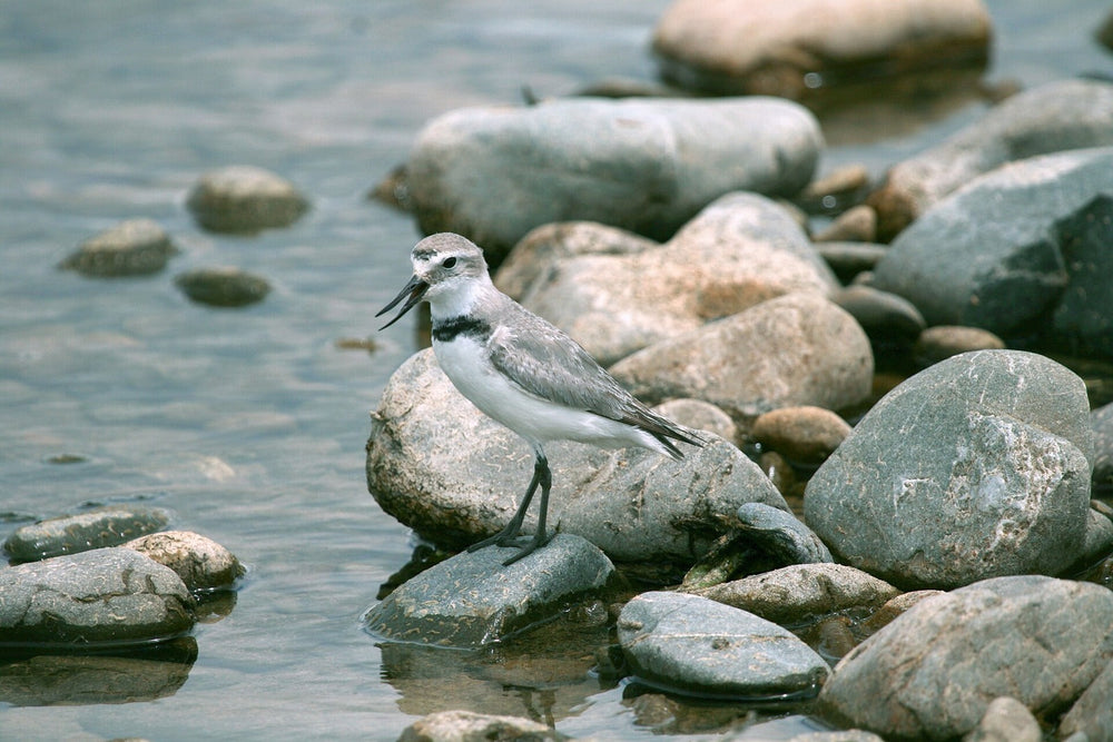 A wrybill standing among stones in New Zealand.