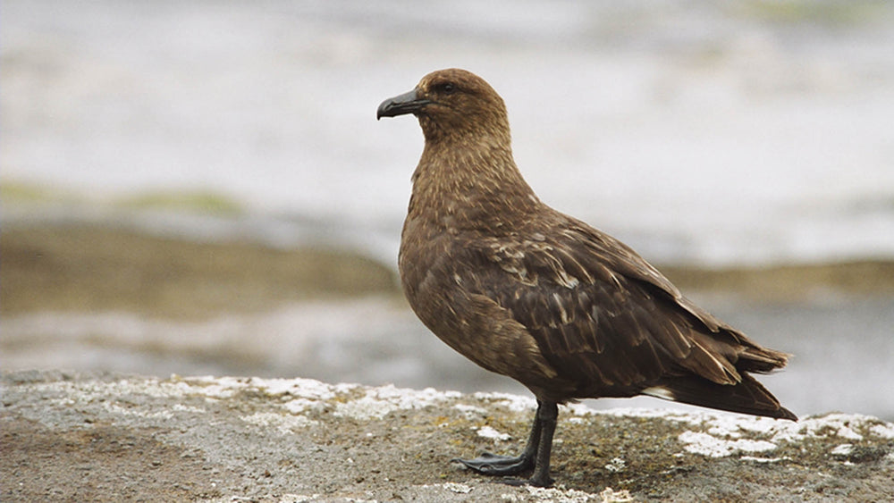 A brown skua standing on a rock near the sea.