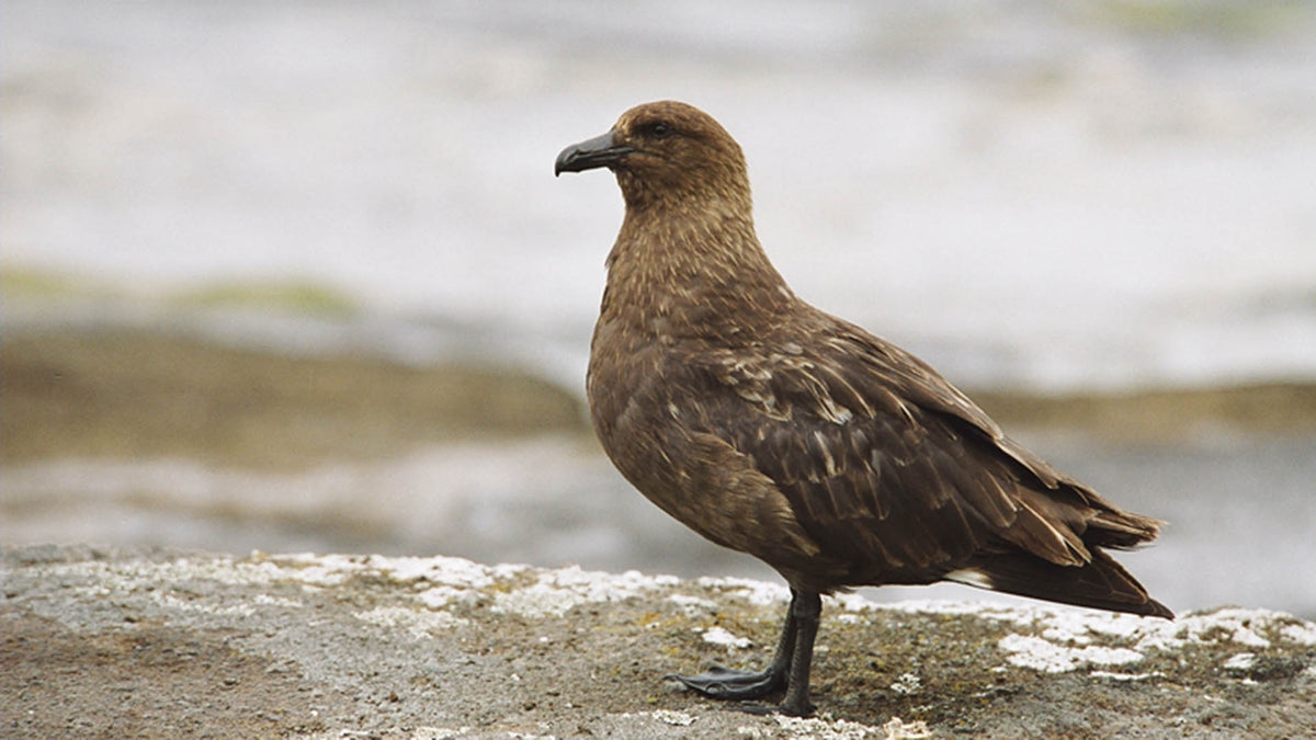 A brown skua standing on a rock near the sea.
