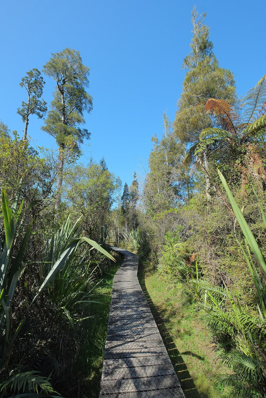 Boardwalk through regenerating kahikatea swamp forest