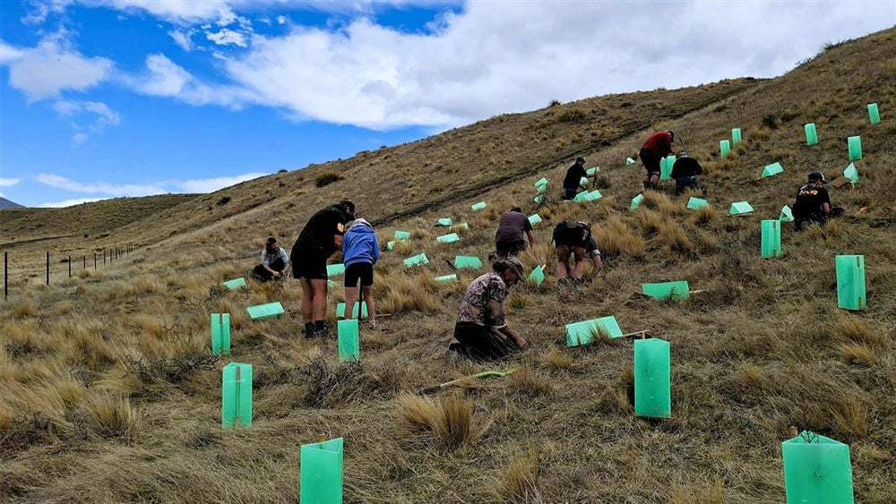 Volunteers plant native shrubs among green plant guards on a grassy hillside at Buicks Bridge. Photo: Stephanie Mercer / DOC.