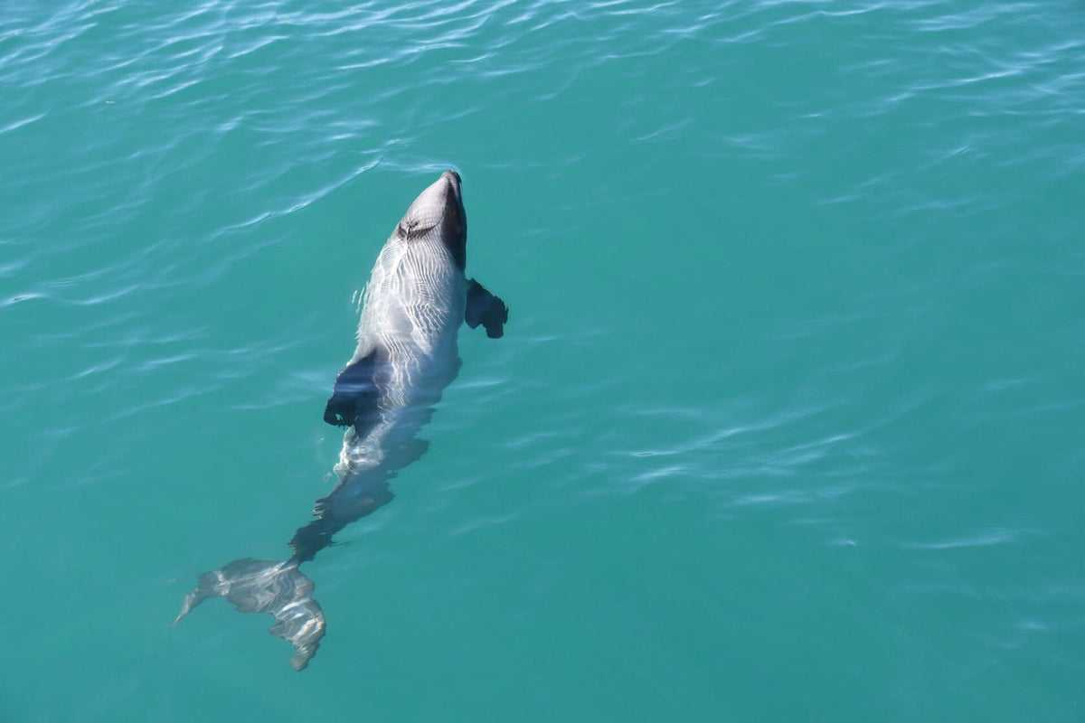 A Hector’s dolphin swimming in New Zealand waters, in an archive photograph.