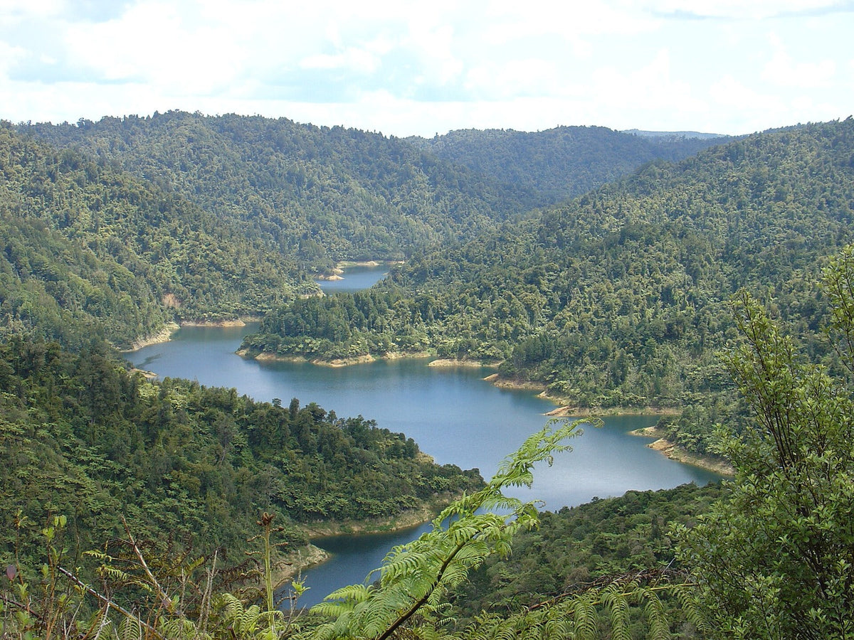 Mangatangi Reservoir surrounded by forest in the Hūnua Ranges.