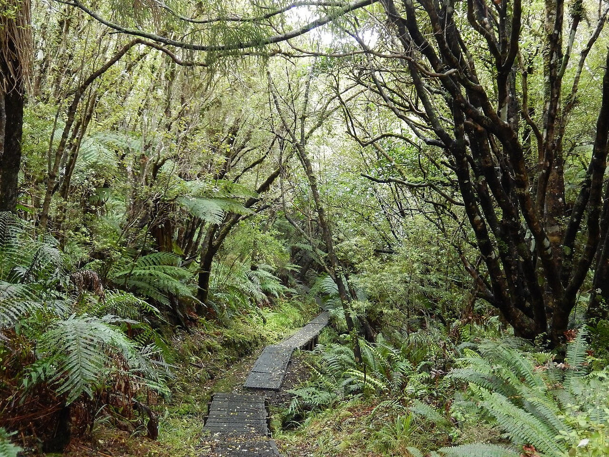 Fern-lined walking track in Fern Gully on Rakiura.
