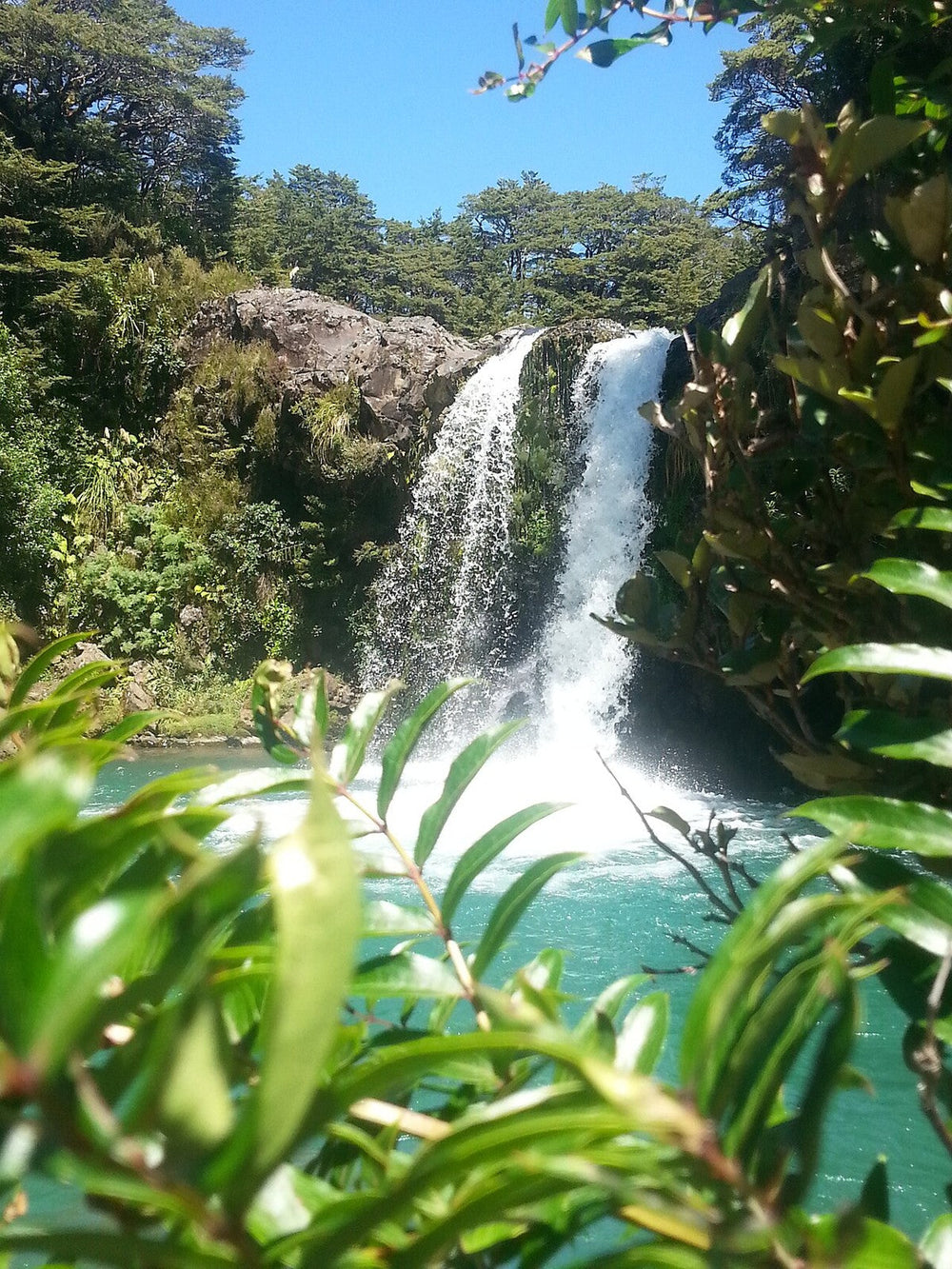 Tawhai Falls and its pool framed by native vegetation.