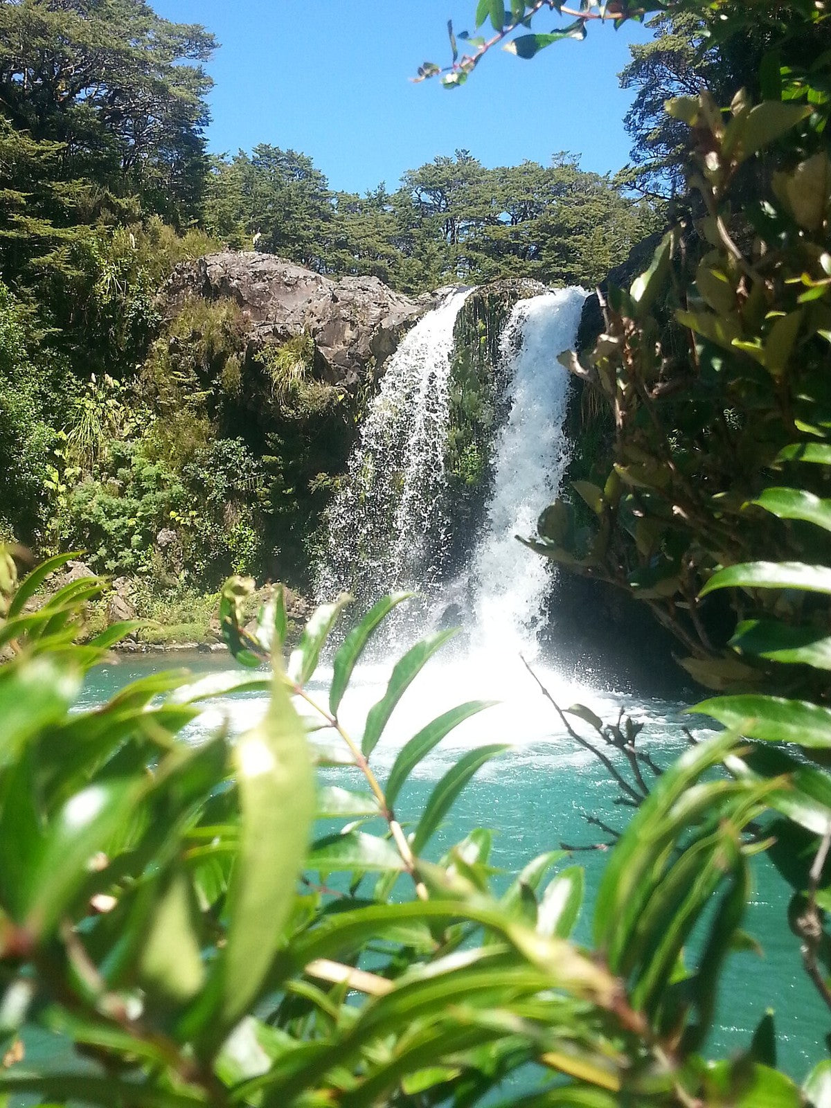 Tawhai Falls and its pool framed by native vegetation.