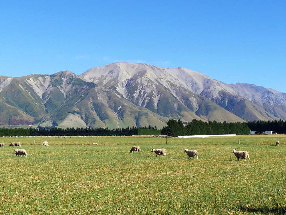 Archive landscape of Mount Hutt above Canterbury farmland; not current snow conditions.