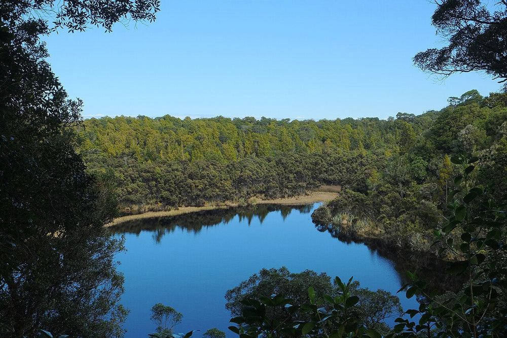 Lake Wilkie bordered by Catlins forest.
