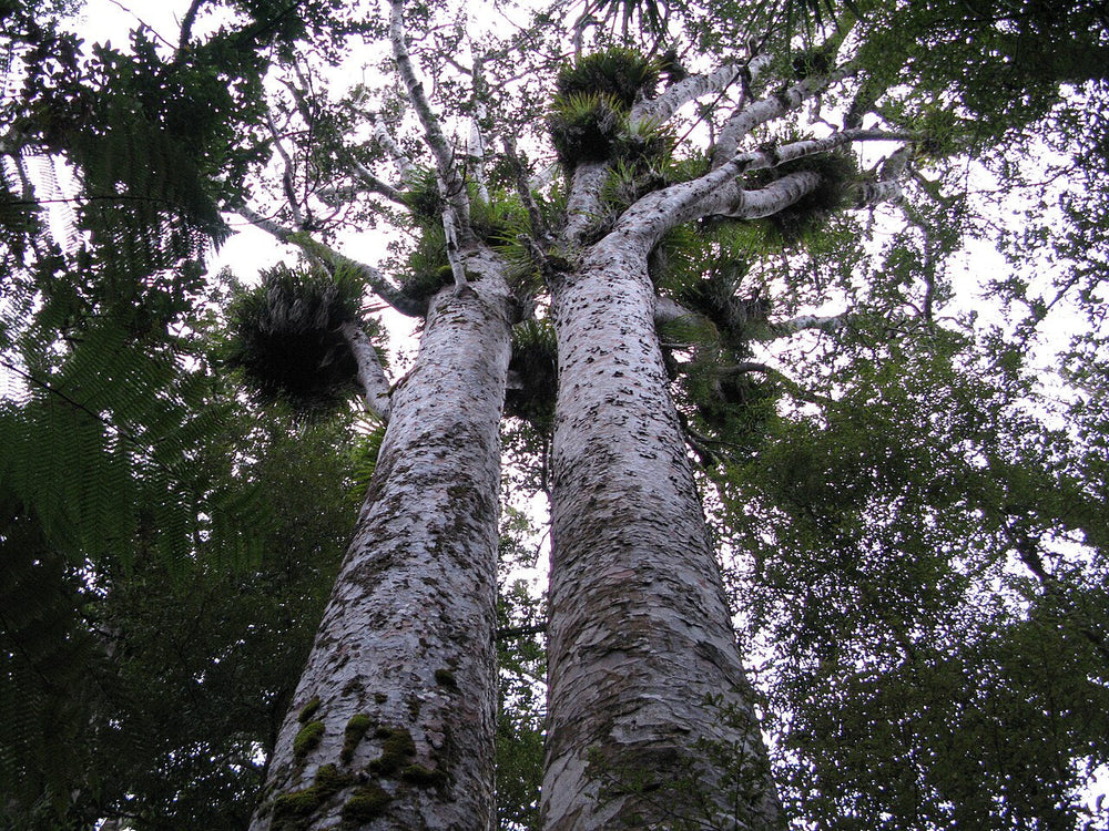 Two kauri trees rising into the canopy at Trounson Kauri Park.