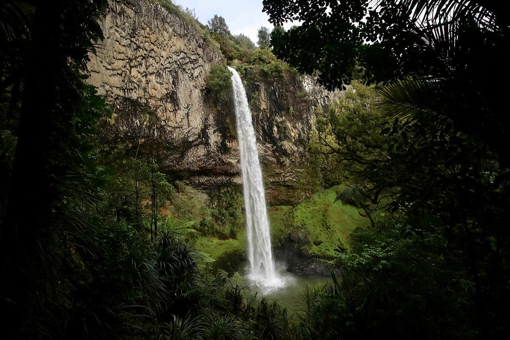 Wairēinga / Bridal Veil Falls plunging into its forested pool near Raglan.