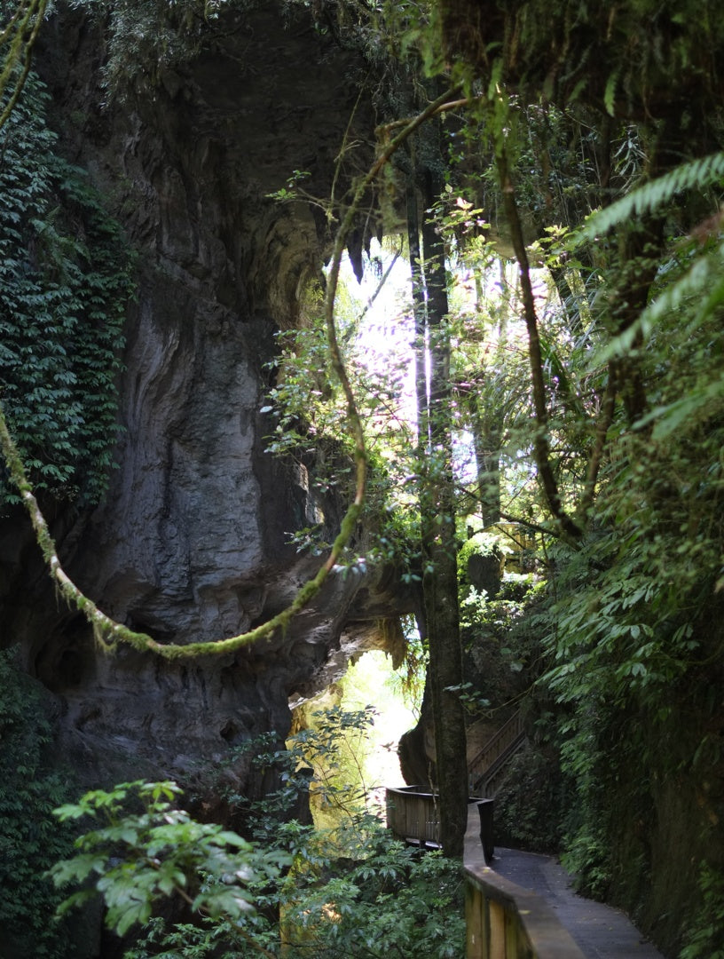 Boardwalk leading through the limestone gorge at Mangapohue Natural Bridge.