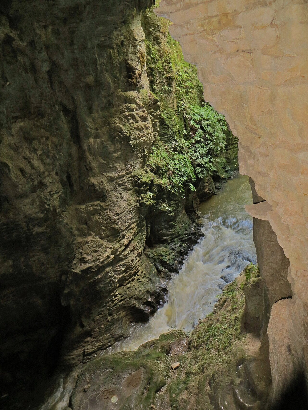 Waitomo Stream entering a limestone opening in the Ruakuri reserve.