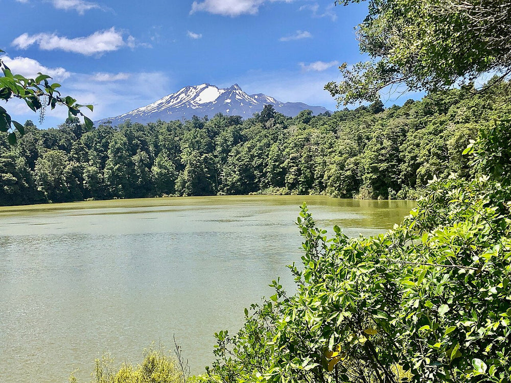 Lake Rotokura with Ruapehu beyond the forest.
