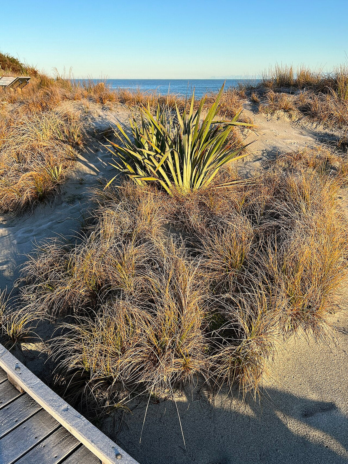 Dunes, boardwalk and coastline at the Ship Creek Dune Lake Walk.