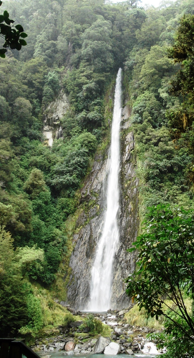 Thunder Creek Falls dropping through native forest beside the Haast River.