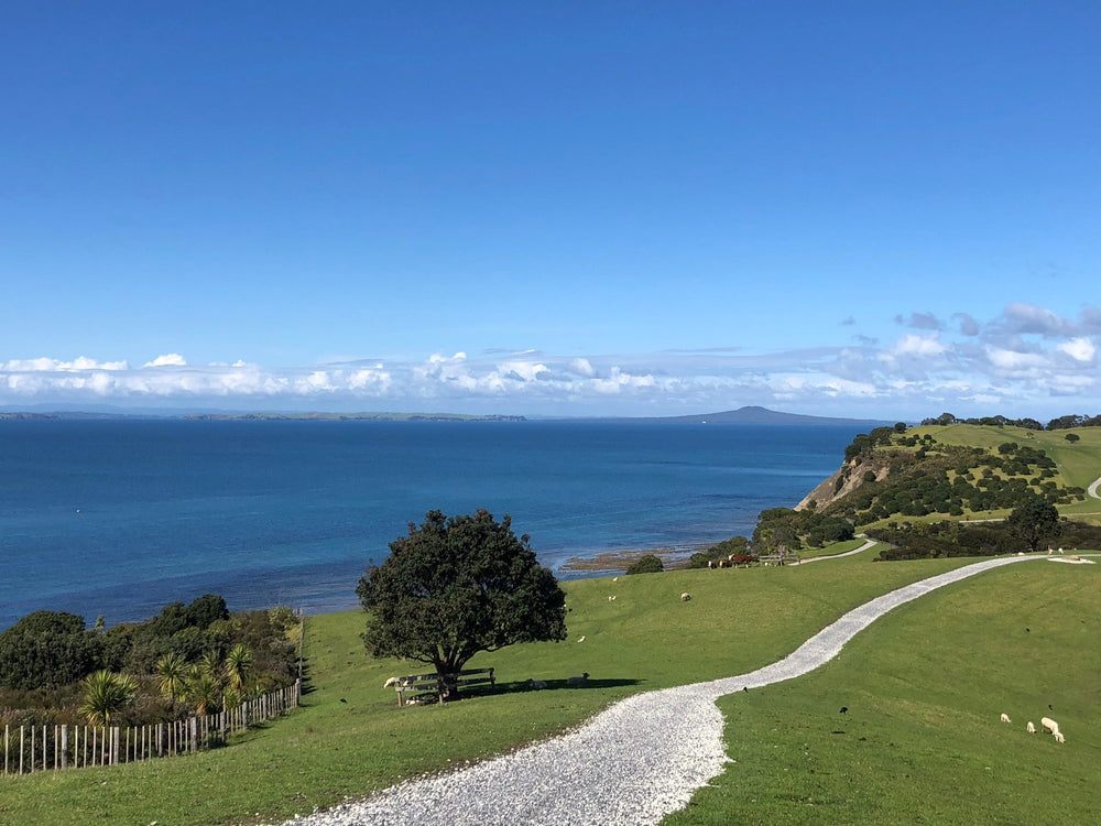 Open grassland and a walking path in Shakespear Regional Park, looking towards Tiritiri Matangi.
