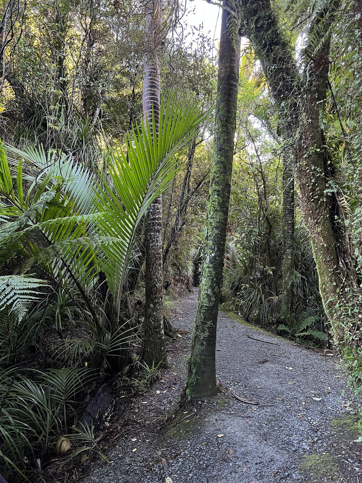 The gravel Truman Track passing through coastal rainforest and nikau palms.